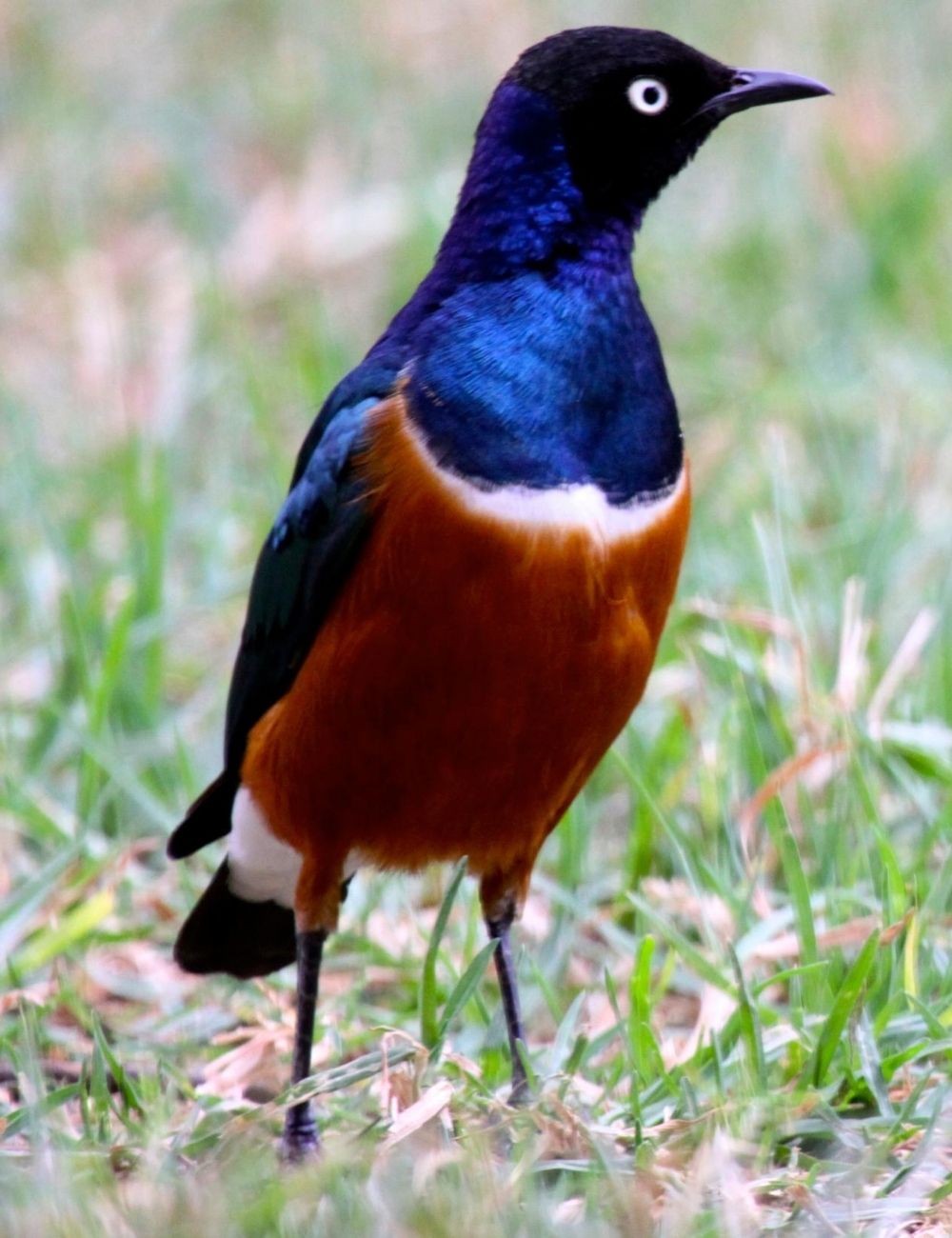 Starling - Bird safari