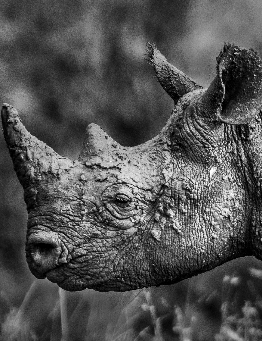 Rhinos on Borana conservancy