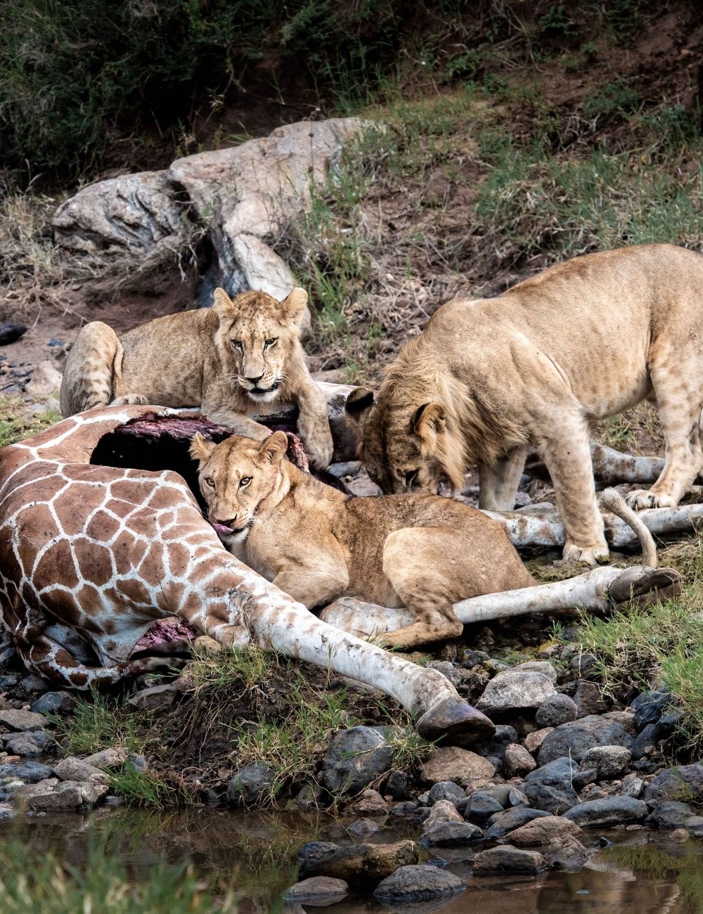 Lions on Borana Conservancy